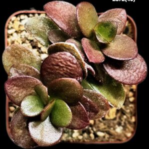 Crassula ovata var. minor `Top Red`(7x7)-2872(40)