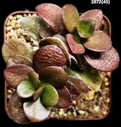 Crassula ovata var. minor `Top Red`(7x7)-2872(40)