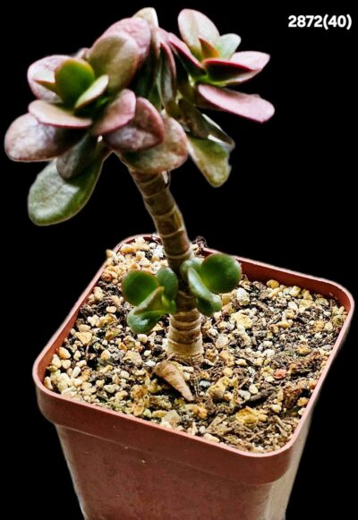 Crassula ovata var. minor `Top Red`(7x7)-2872(40) - Зображення 2