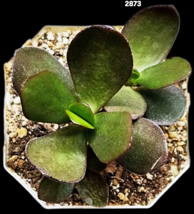 Crassula ovata –Spain (8x8)-2873 - Зображення 2