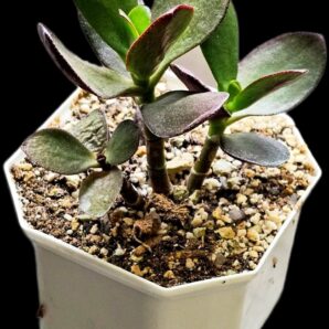 Crassula ovata –Spain (8x8)-2873