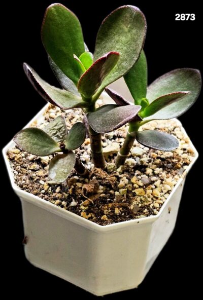 Crassula ovata –Spain (8x8)-2873