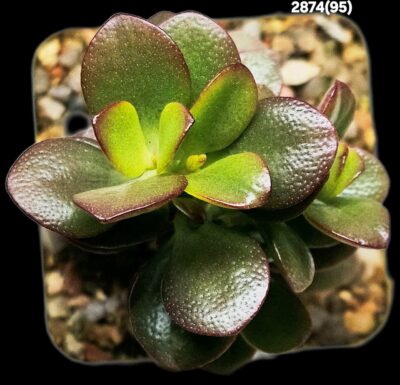 Crassula ovata `Korea White 1` -Korea(7x7)-2874(95) - Зображення 2