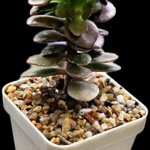 Crassula ovata `Korea White 1` -Korea(7x7)-2874(95)