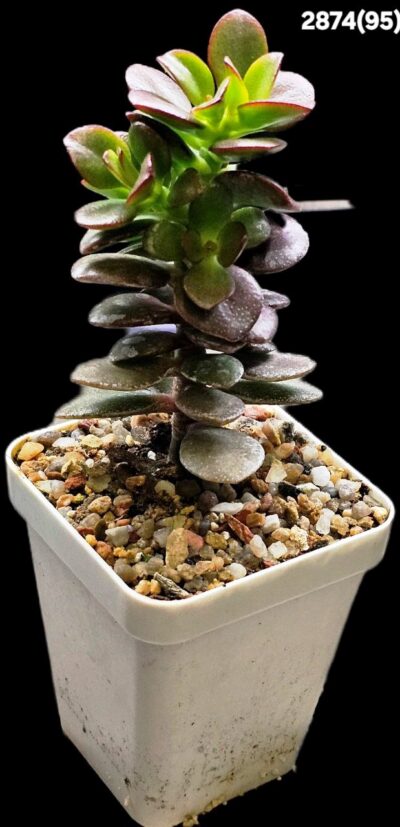 Crassula ovata `Korea White 1` -Korea(7x7)-2874(95)