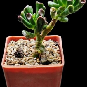 Crassula ovata `Gollum` (7x7)-2875(34)
