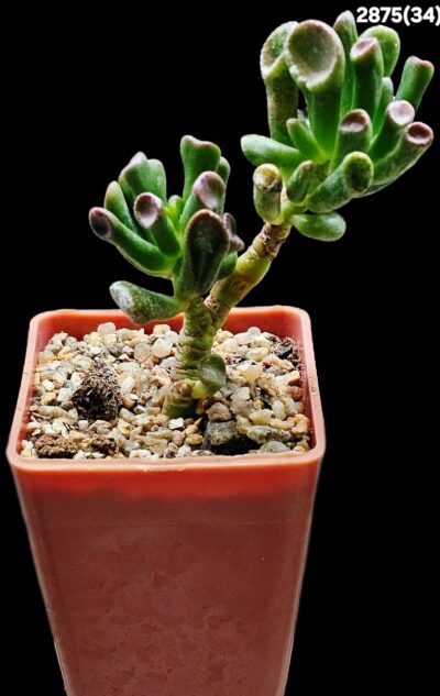 Crassula ovata `Gollum` (7x7)-2875(34)