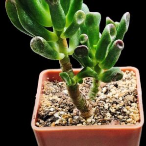 Crassula ovata `Gollum` (7x7)-2876(34)
