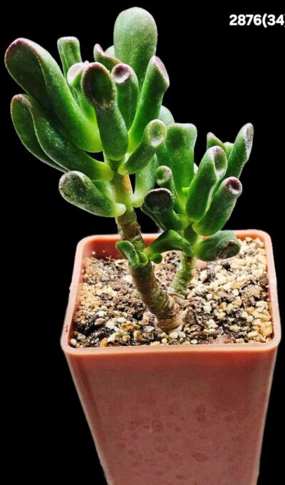 Crassula ovata `Gollum` (7x7)-2876(34)