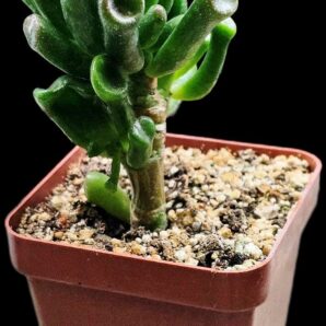 Crassula ovata `Gollum` (6x6)-2877(34)