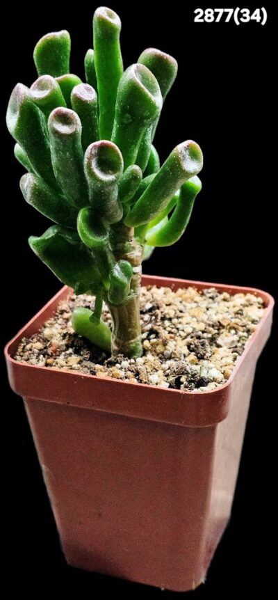 Crassula ovata `Gollum` (6x6)-2877(34)
