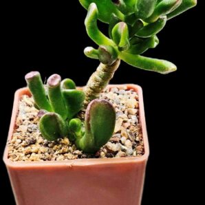 Crassula ovata `Gollum` (7x7)-2878(34)