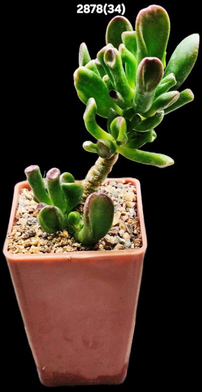 Crassula ovata `Gollum` (7x7)-2878(34)