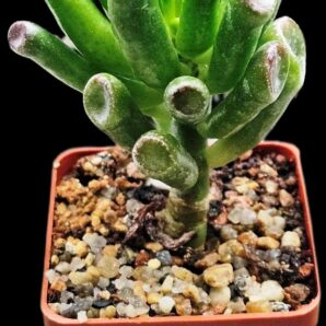 Crassula ovata `Gollum` (6x6)-2879(34)