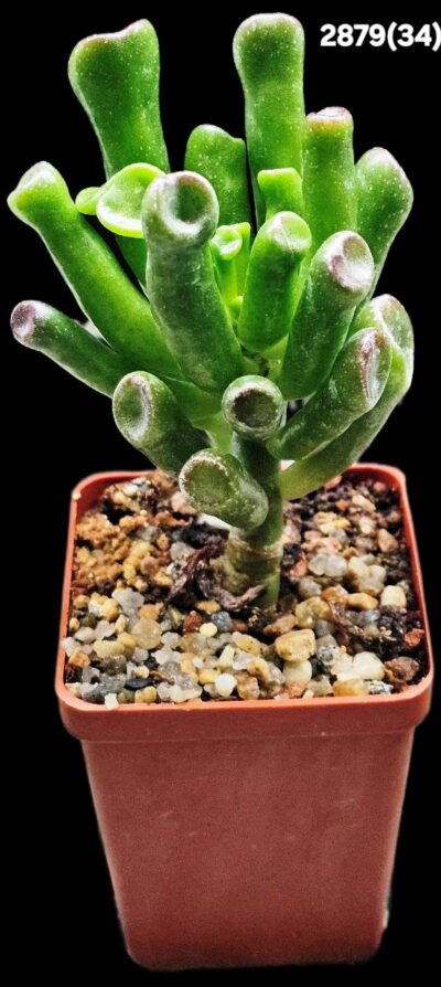 Crassula ovata `Gollum` (6x6)-2879(34)