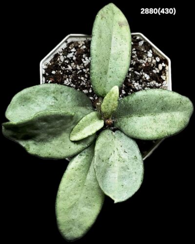 Hoya carnosa `Grey Ghost` (8x8)-2880(430) - Зображення 2