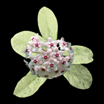 Hoya carnosa `Grey Ghost` (8x8)-2880(430) - Зображення 3