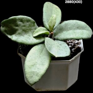 Hoya carnosa `Grey Ghost` (8x8)-2880(430)