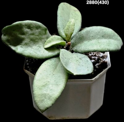 Hoya carnosa `Grey Ghost` (8x8)-2880(430)