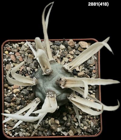Tephrocactus articulatus var. papyracanthus -VG 656A (8x8)- 2881(418) - Зображення 2