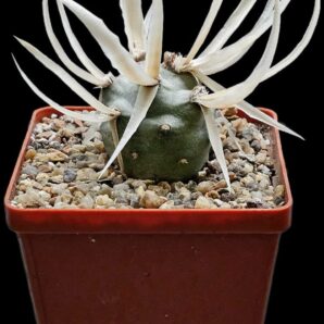 Tephrocactus articulatus var. papyracanthus -VG 656A (8x8)- 2881(418)