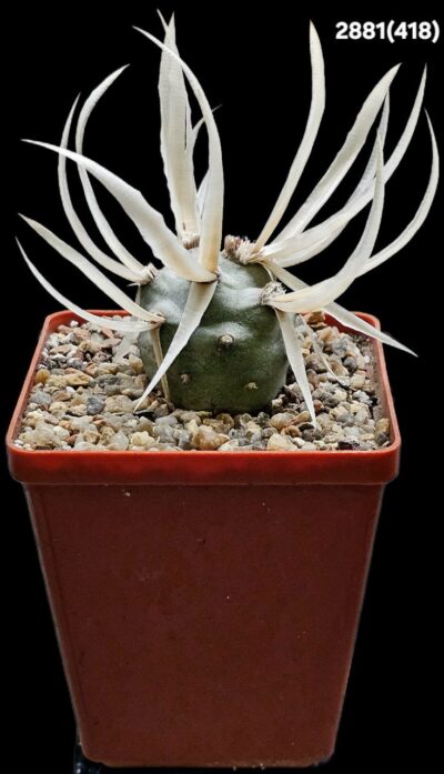 Tephrocactus articulatus var. papyracanthus -VG 656A (8x8)- 2881(418)