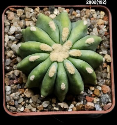 Ferocactus glaucescens fa. nudum (inermis) (7x7)-2882(192) - Зображення 3
