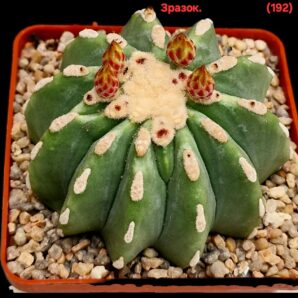 Ferocactus glaucescens fa. nudum (inermis) (7x7)-2882(192)