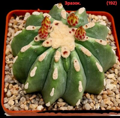 Ferocactus glaucescens fa. nudum (inermis) (7x7)-2882(192)