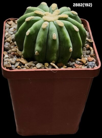 Ferocactus glaucescens fa. nudum (inermis) (7x7)-2882(192) - Зображення 2