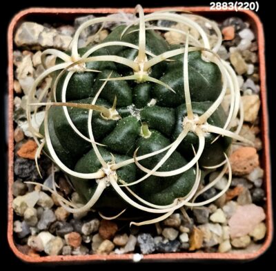 Gymnocalycium monvillei var. steineri -LF 95A (6х6)- 2883(220) - Зображення 2