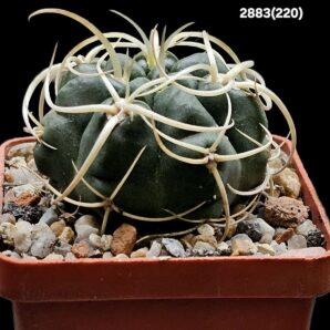 Gymnocalycium monvillei var. steineri -LF 95A (6х6)- 2883(220)
