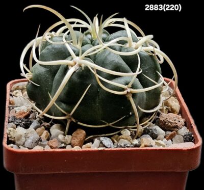 Gymnocalycium monvillei var. steineri -LF 95A (6х6)- 2883(220)