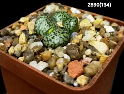 Conophytum obcordellum `giftbergense` -Plzen (2h)(5x5)- 2890(134) - Зображення 2