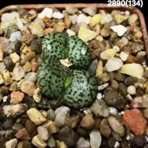Conophytum obcordellum `giftbergense` -Plzen (2h)(5x5)- 2890(134)