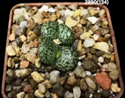 Conophytum obcordellum `giftbergense` -Plzen (2h)(5x5)- 2890(134)
