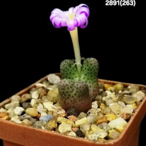 Conophytum marginatum ssp. haramoepense -ex Gariep (2h)(5x5)-2891(252)