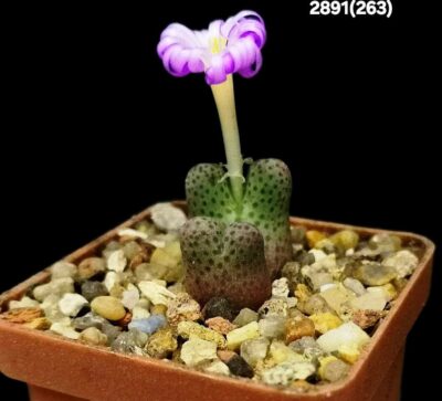 Conophytum marginatum ssp. haramoepense -ex Gariep (2h)(5x5)-2891(252)