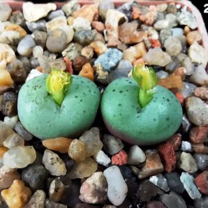 Conophytum obcordellum `giftbergense` aff. (fa) (2h)(5x5)- 2892