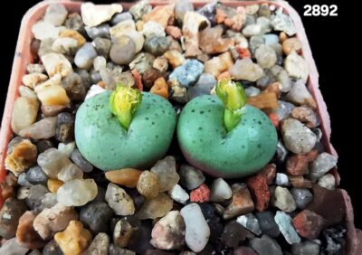 Conophytum obcordellum `giftbergense` aff. (fa) (2h)(5x5)- 2892