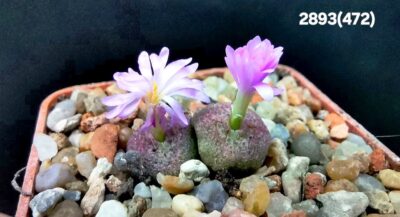 Conophytum taylorianum ssp. taylorianum -SH 1484, (cl.1) (2h)(5x5)-2893(472) - Зображення 2