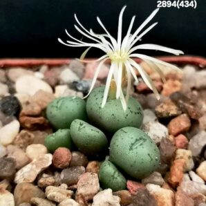 Conophytum uviforme` litorale` -Papendorp, MSG (5x5)- 2894(434)
