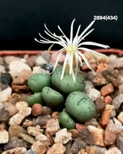 Conophytum uviforme` litorale` -Papendorp, MSG (5x5)- 2894(434)