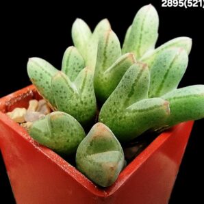Conophytum blandum (clonotyp) -Naab se Kop (9h)(3x3)-2895