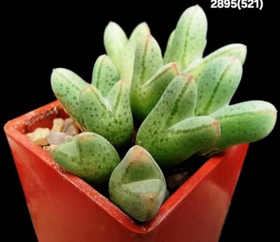 Conophytum blandum (clonotyp) -Naab se Kop (9h)(3x3)-2895