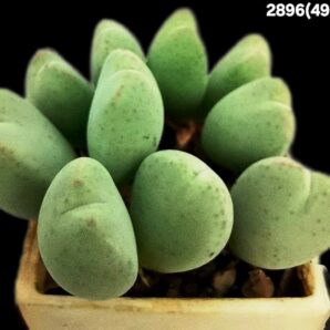 Conophytum meyeri /bilobum (bilobum`kubusanum`) -MG 1418 (10h)(3x3)-2896(495)