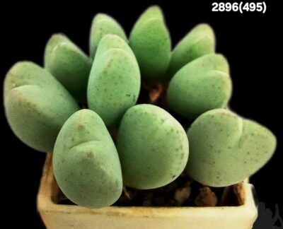 Conophytum meyeri /bilobum (bilobum`kubusanum`) -MG 1418 (10h)(3x3)-2896(495)