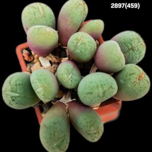 Conophytum uviforme –Haage(14h)(3x3)-2897(459)