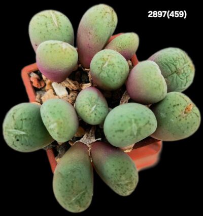 Conophytum uviforme –Haage(14h)(3x3)-2897(459)