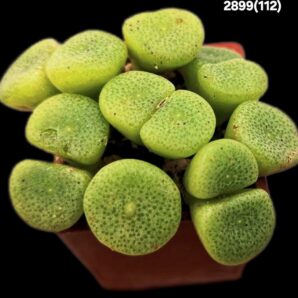 Conophytum ricardianum -Lav 28184 (13h)(3x3)-2899(112)